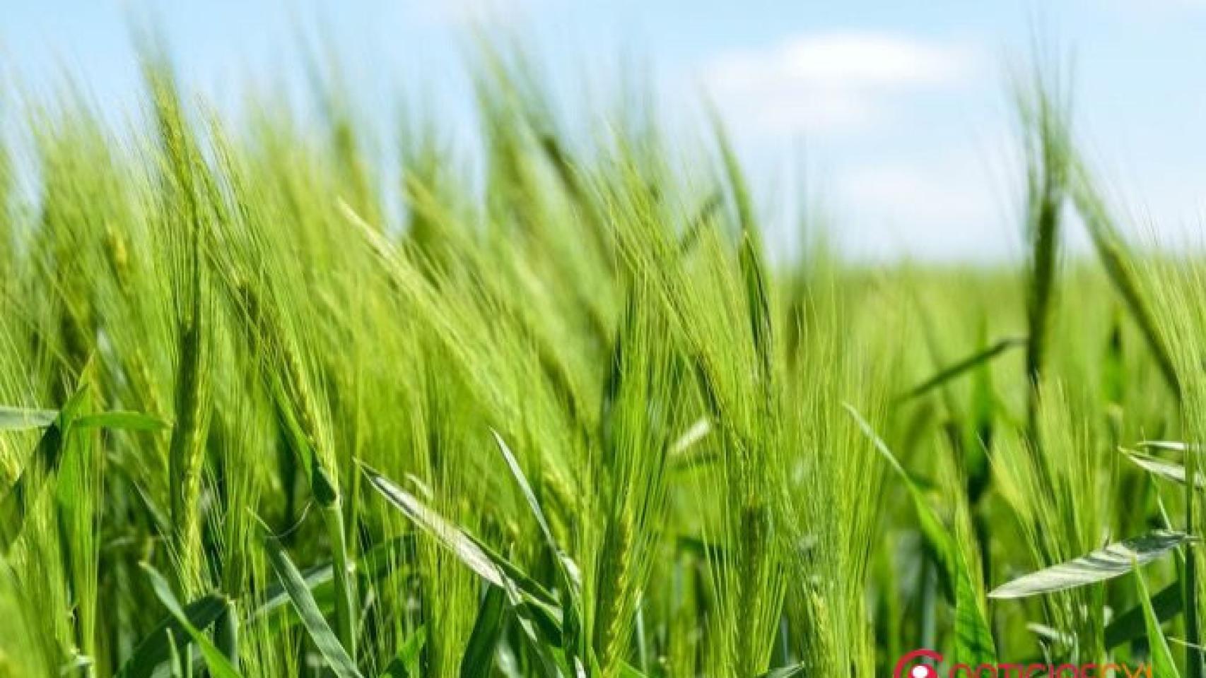 cereales campo cultivo 1