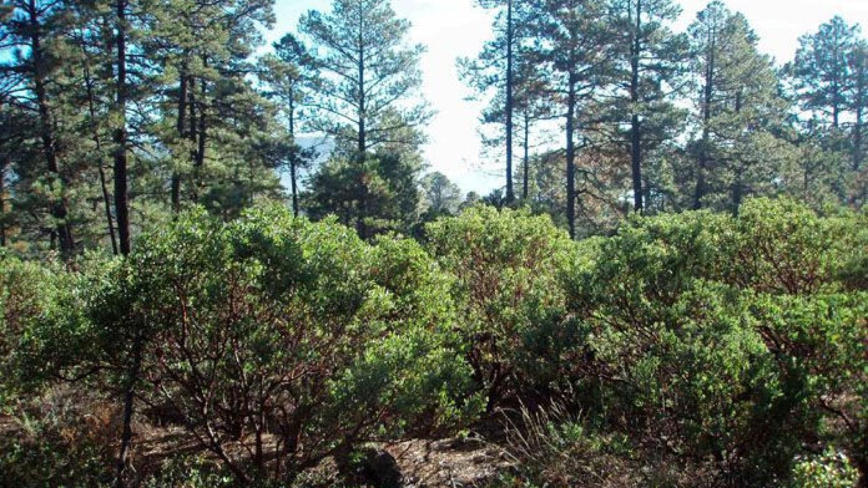 Foto pinos