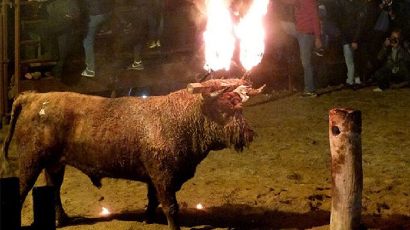 Toro Jubilo en Medinaceli