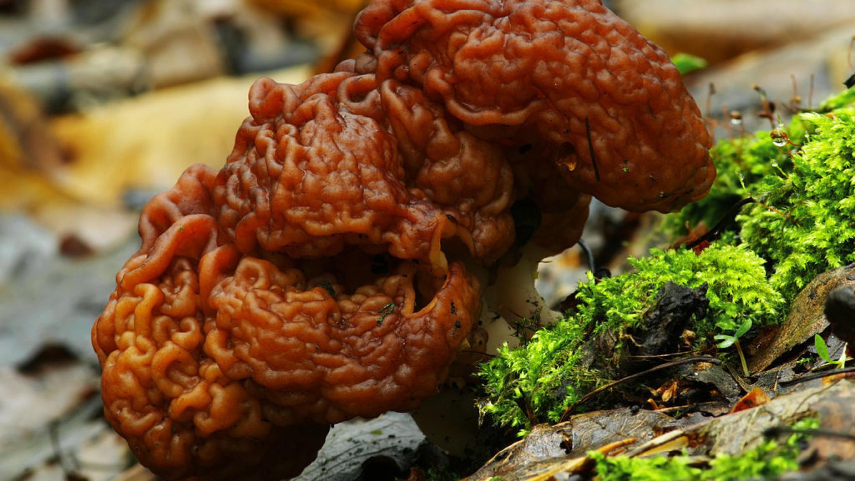 Gyromitra Esculenta.