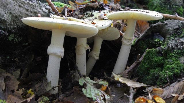 Amanita phalloides