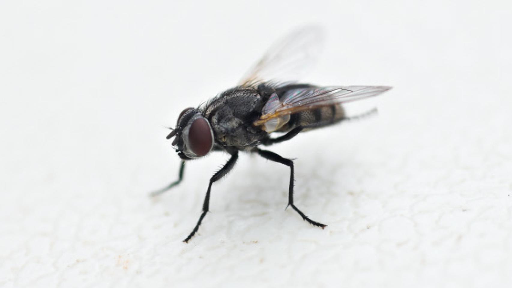 Mosca común.