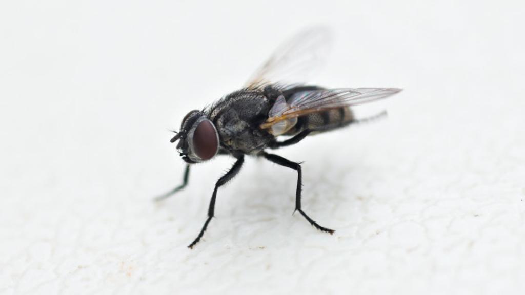 Mosca común.