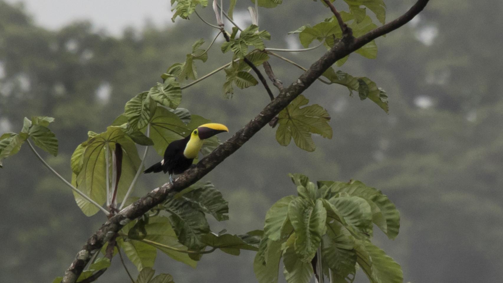 Río Celeste, entre el Trapiche y la cerámica milenaria