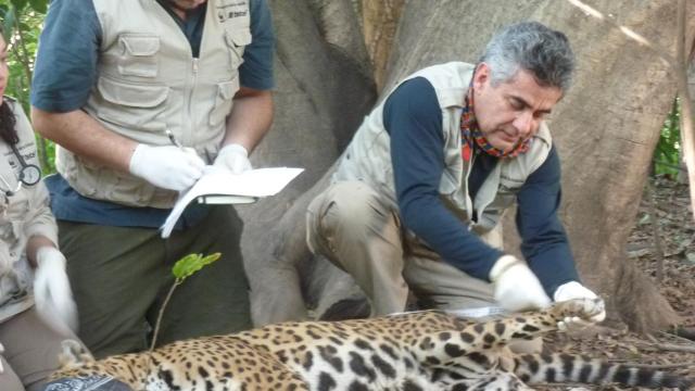 Gerardo Ceballos trabaja sobre un espécimen de jaguar capturado.