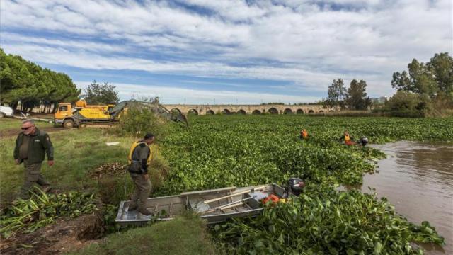 Un grupo de operarios intenta limpiar el cauce del río Guadiana a su paso por Medellín (archivo).