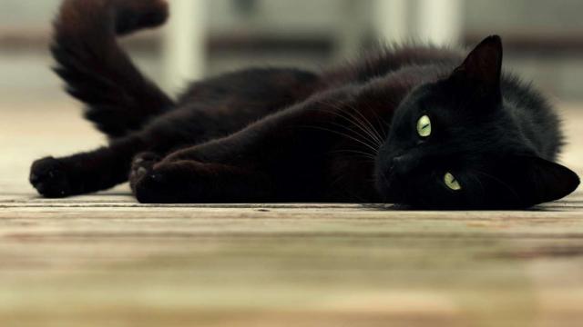 Un gato en una imagen de archivo.