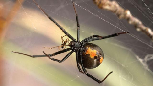 Un macho y una joven hembra (de mayor tamaño) de Latrodectus hasselti durante el coito.