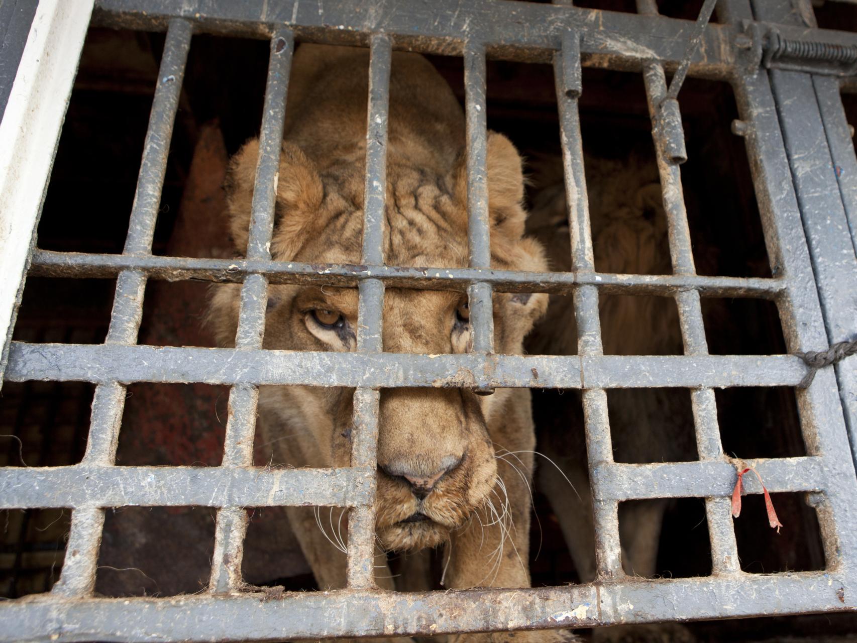 Dumbo, uno de los leones que ha sido rescatado del circo.