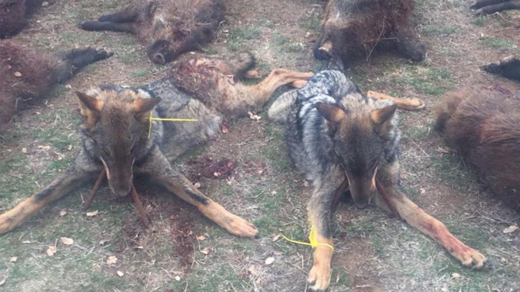 Lobos abatidos