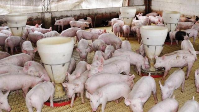 La Churrería alberga 20 granjas de cerdos en 580 kilómetros cuadrados