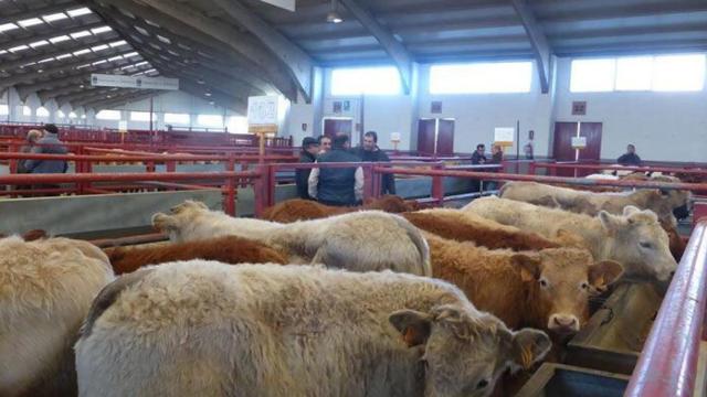 Ganado vacuno en el Mercado de Salamanca