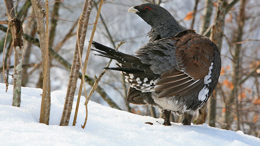 Ejemplar de urogallo cantábrico (Tetrao urogallus cantabricus) en la nieve