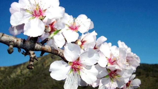 flor-almendro