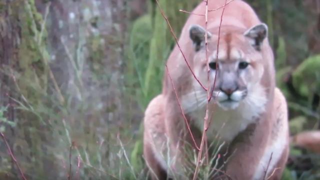 Graba cómo un puma le acecha durante una hora