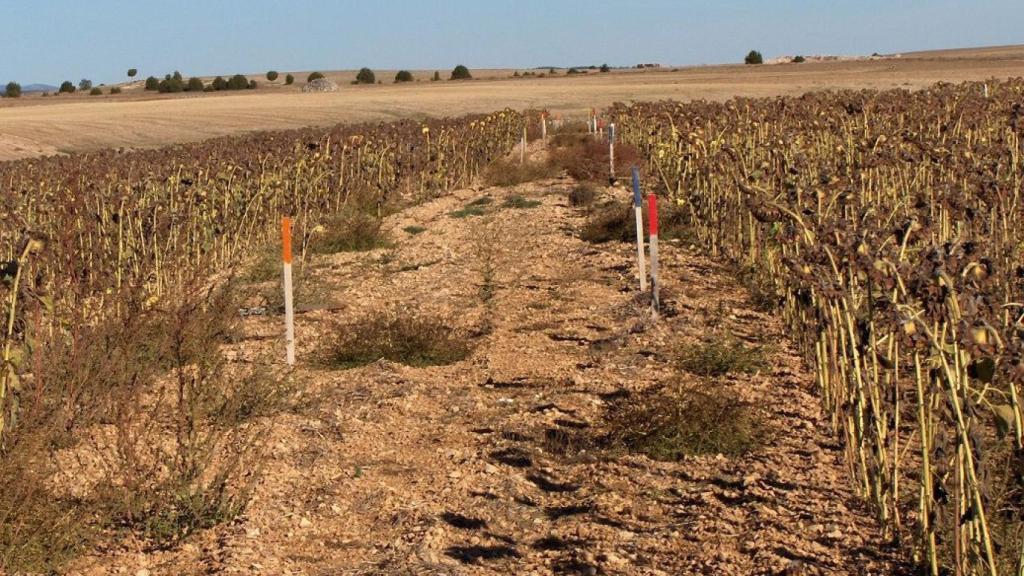 Girasol en secano.