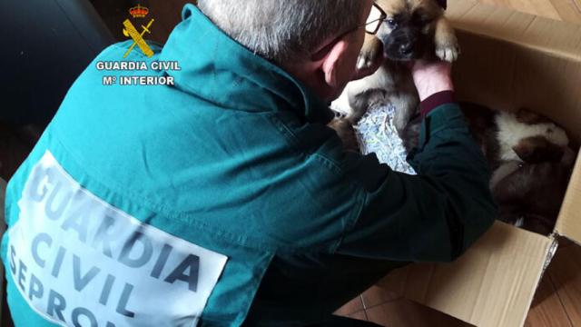 Imagen de archivo de un guardia civil del Seprona con un cachorro de mastín