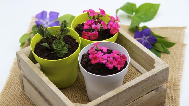 TARTA DE QUESO Y OREO EN MACETA Portada