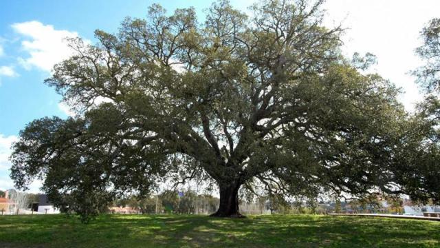 El Silbador ha sido clasificado como Árbol de interés público desde 1988 y está registrado en el Libro Guinness de los Récords.