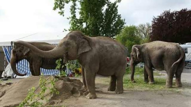 Lllevaba toda la vida metida en el circo Gottani. En la foto, en un día de descanso.