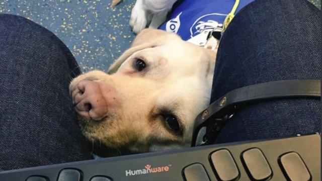 La indignación de un ciego tras un incidente en el metro con su perro guía