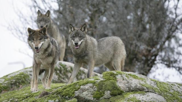 Manada de lobos ibéricos en una imagen de archivo.