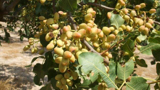 Pistacho en el árbol
