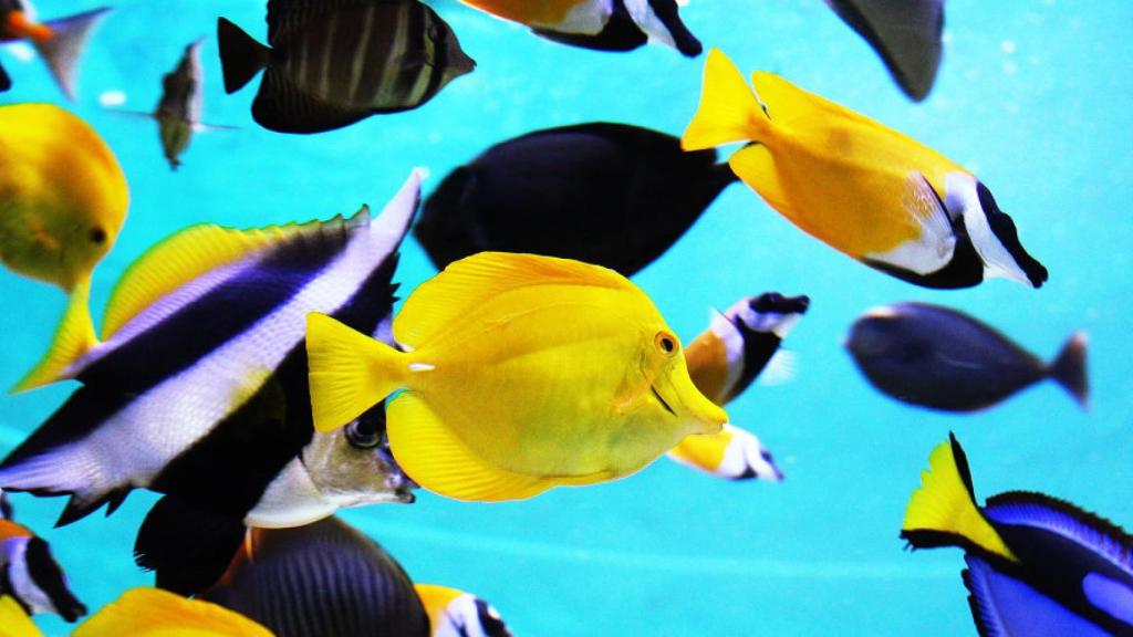 Este pueblo ofrece un gran número de actividades relacionadas con el cuidado de la vida marina.