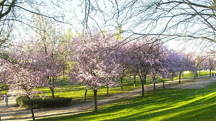 Valladolid-Primavera-Flores-Color-Reportaje-22