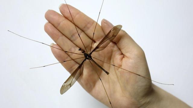 El mosquito holorusia mikado que mide más de once centímetros.