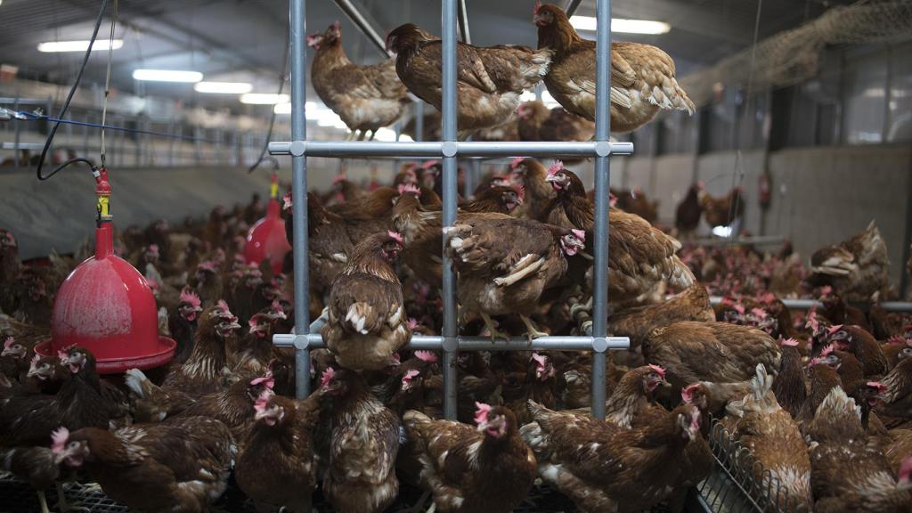 Estas gallinas son camperas y salen al campo cuando quieren