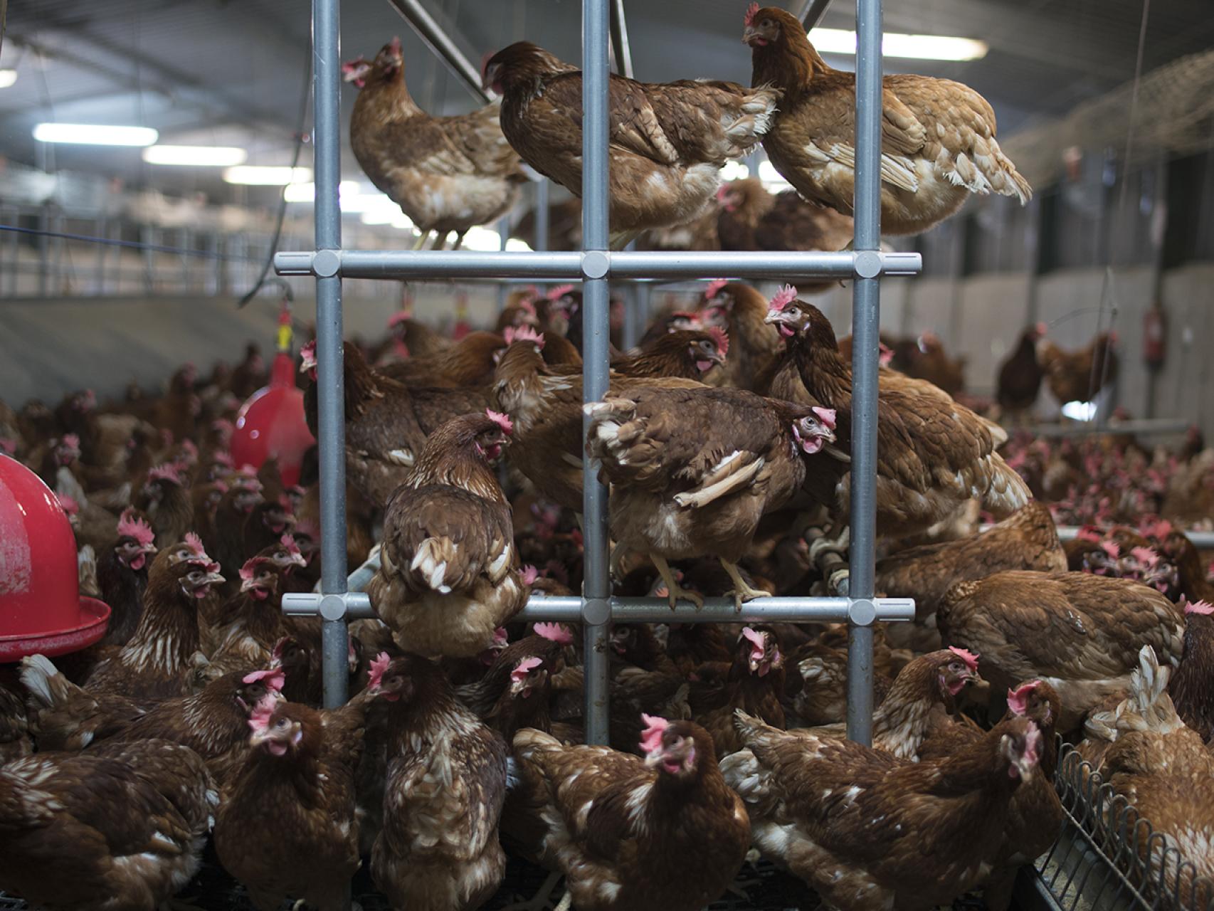 Estas gallinas son camperas y salen al campo cuando quieren