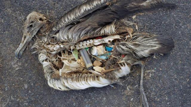 Un albatros muerto tras ingerir distintos productos de plástico.