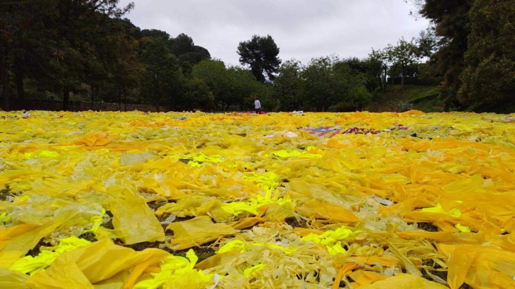 Un campo lleno de lazos amarillos arrancados por la noche