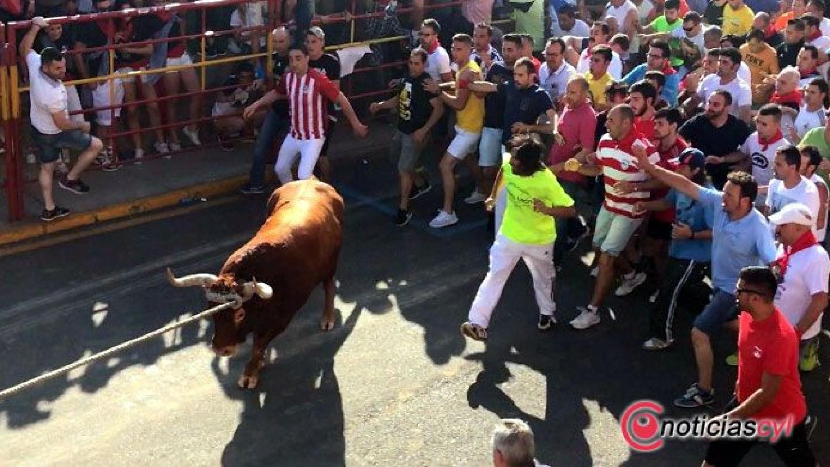 zamora benavente toro enmaromado (1)