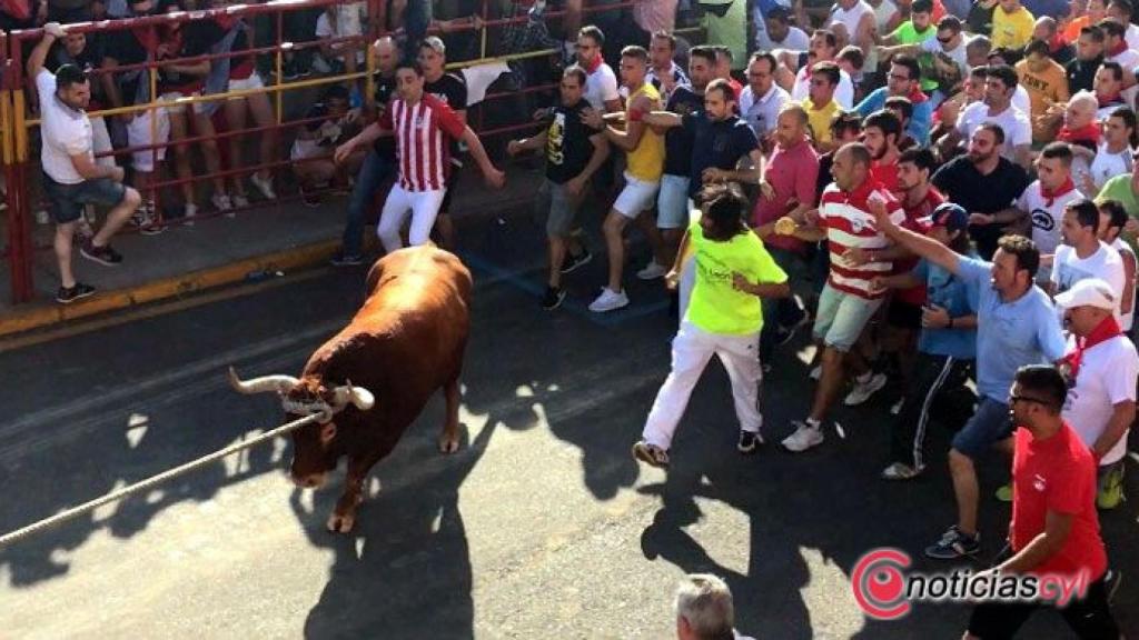 Toro Enmaromado de Benavente