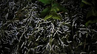 Desagradables, pero valiosos. Gusanos de seda criados con hojas de mora por campesinos de Myanmar que tratan de de abandonar el cultivo de amapolas que alimenta el tráfico de opio. REUTERS/Ann Wang SEARCH