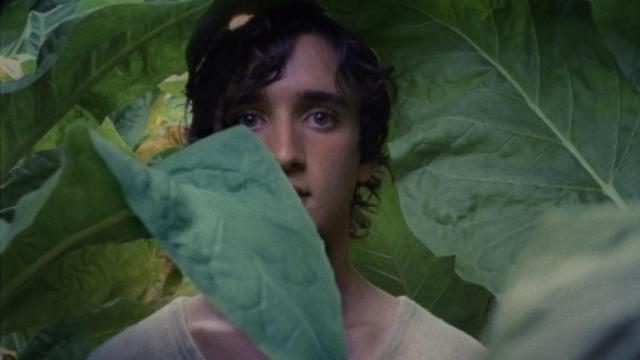 Image: Alice Rohrwacher captura el espíritu de De Sica