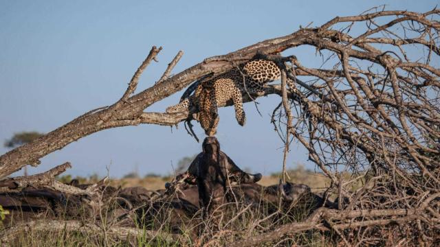 La insólita imagen se ha difundido a través de National Geographic.