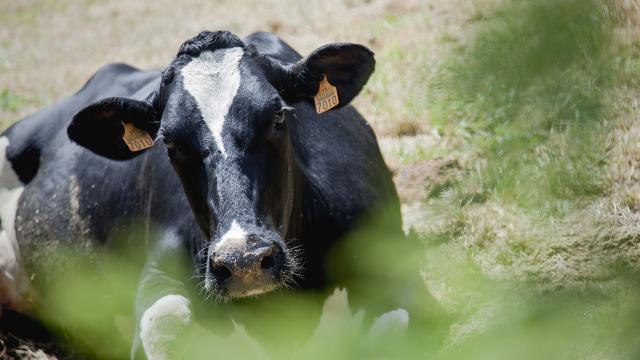Unas de las 90.000 vacas de Calidad Pascual, en una de sus granjas.