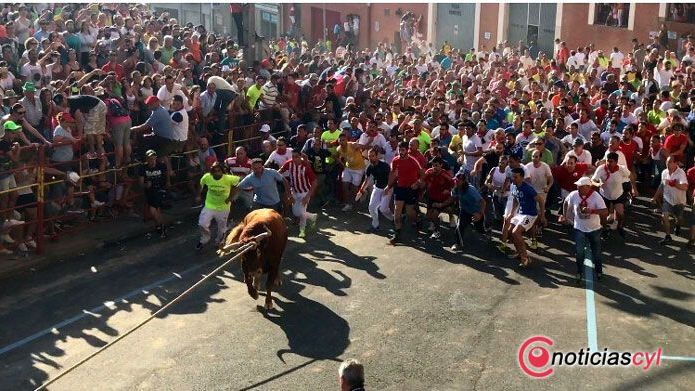 zamora benavente toro enmaromado (7)