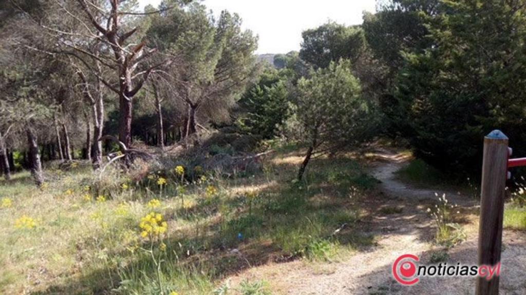 Bosque de Valorio en Zamora
