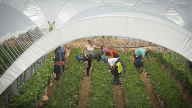 Algunas de las jornaleras de la fresa, trabajando en Huelva.
