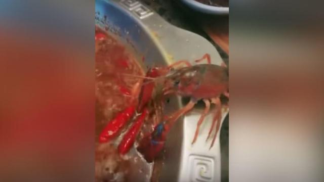 Un cangrejo se arranca una pinza para huir su sopa hirviendo y acaba adoptadolo