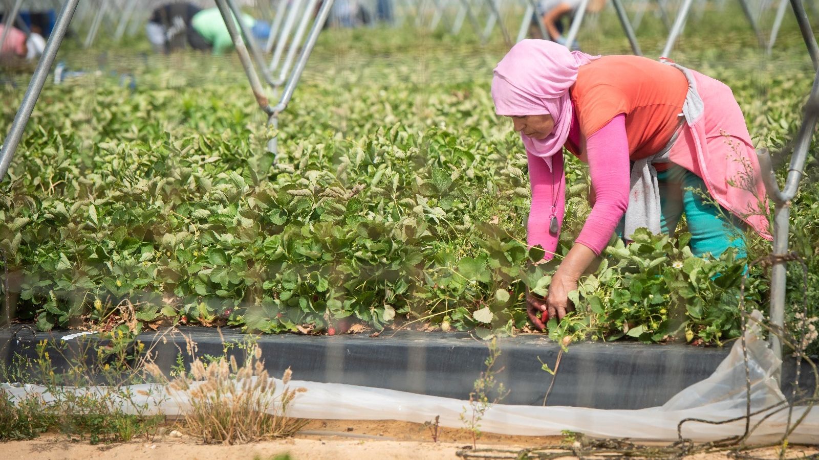 Una jornalera marroquí trabajando en una plantación fresera de Huelva.