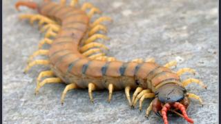 Scolopendra cingulata.