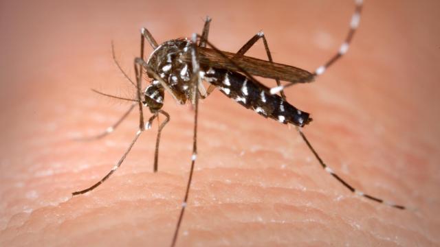 El mosquito tigre o 'Aedes albopictus' transmite el dengue a los humanos.