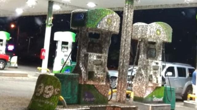 Los insectos cubrían todas las instalaciones de la gasolinera.