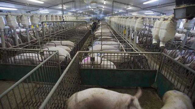 Imagen de archivo de una macrogranja de cerdos