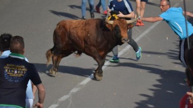 toro feria encierro medina del campo 11